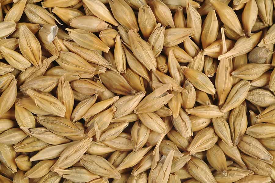 barley-husk